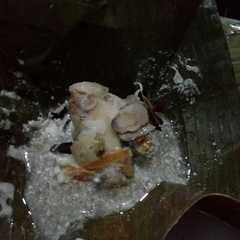 รูปของ Garang asem