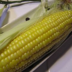 A picture of Easy Microwaved Corn in the Husk!.