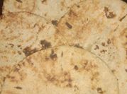 A picture of roti gluten free