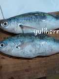 Tips ikan pempek part 2