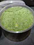 Chutney pudina / mint