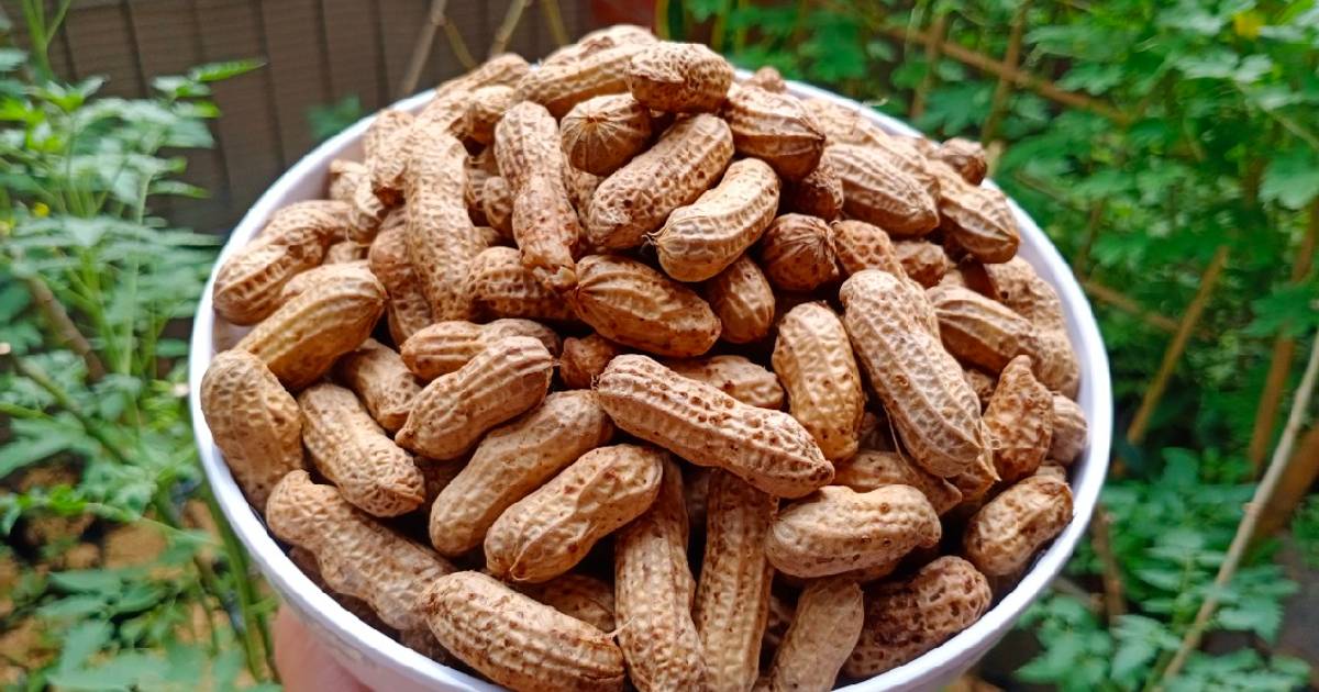 Semangkuk kacang rebus hangat dengan kulit utuh, camilan sehat dan lezat untuk dinikmati bersama keluarga