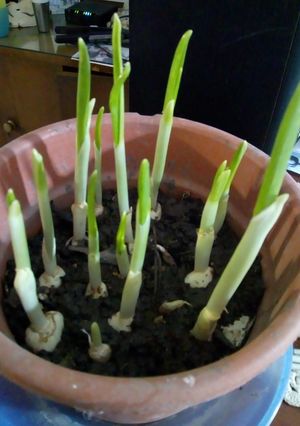 Una foto de Ajo porro en nuestra cocina!