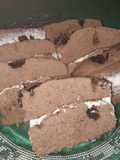 Bolu Coklat Oreo