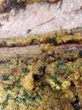 Herb Crusted Flank Steak