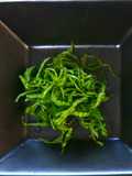 Secrets on Shredding Shiso Leaves