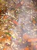 Salteado de vegetales y arroz integral #Económicas