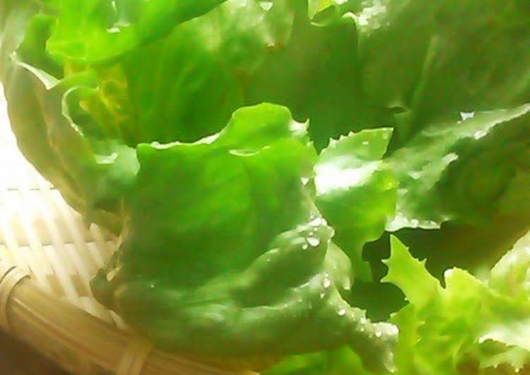 How to Love Yummy How to Tear Lettuce to Make it Taste 10 Times Better