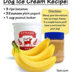 A picture of Doggy "Ice Cream".