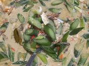 Gambar lompong santan pedas