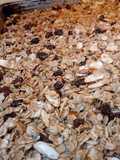 Healthy Granola