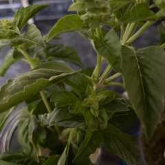 Una foto de Pesto de albahaca