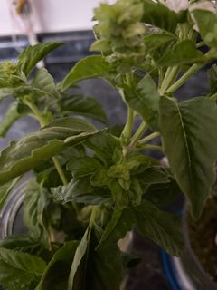 Una foto de Pesto de albahaca