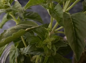 Una foto de Pesto de albahaca