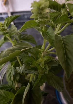 Una foto de Pesto de albahaca