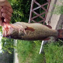 A picture of Fried Bass.