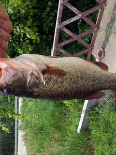 A picture of Fried Bass.