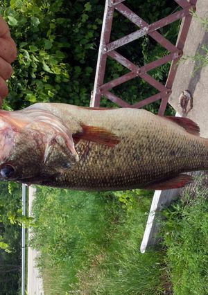 A picture of Fried Bass.