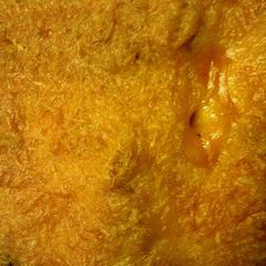 A picture of Southwest Chicken and Rice Casserole.