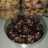 Coco crunch dark cocolate