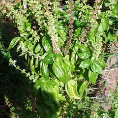 A picture of spice and herb health properties.