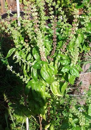A picture of spice and herb health properties.