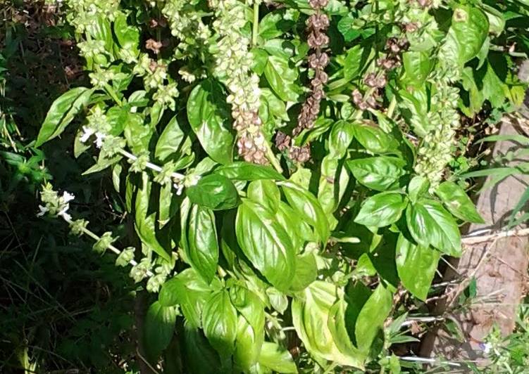 Easiest Way to Make Quick spice and herb health properties