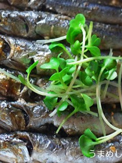 A picture of Dried Sardines Grilled with Oil.