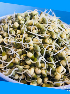 A picture of Whosayna’s Sprouted Beans.