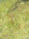 Cabbage salas