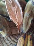 Mabuyu porridge