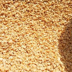 A picture of Dried washed beans.