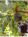 Dulce de higo negro