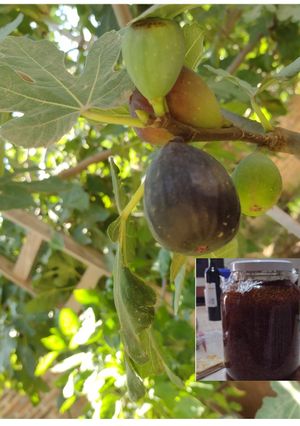 Una foto de Dulce de higo negro