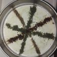 Cucumber raita