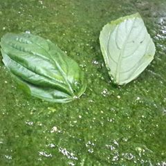 A picture of Pesto.