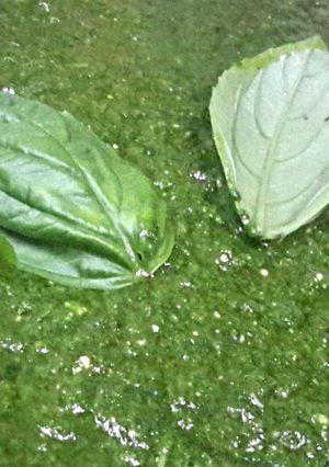 A picture of Pesto.