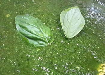 Latest Recipe Pesto Most Delicious Latest Recipe Pesto Most Delicious