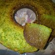 Caramel Pandan - sarang semut Pandan
