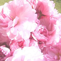 A picture of Salt-Preserved Cherry Blossoms (in Plum Vinegar).
