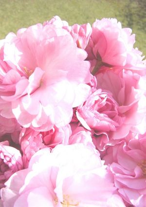 A picture of Salt-Preserved Cherry Blossoms (in Plum Vinegar).