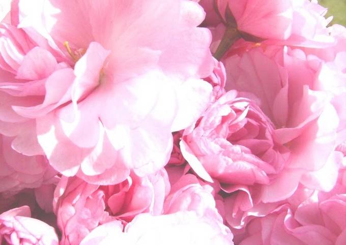 Salt-Preserved Cherry Blossoms (in Plum Vinegar)