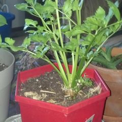 A picture of Regrow store bought Celery.