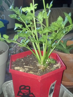 A picture of Regrow store bought Celery.
