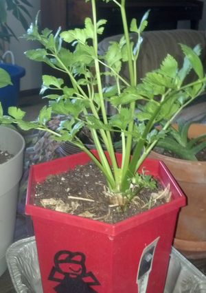 A picture of Regrow store bought Celery.