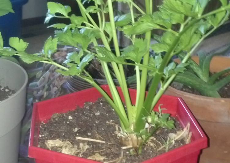 Step-by-Step Guide to Make Award-winning Regrow store bought Celery