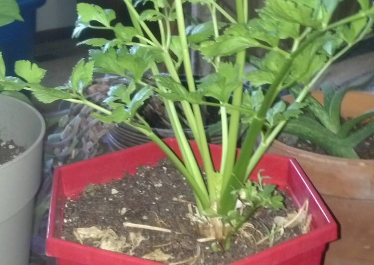 Regrow store bought Celery