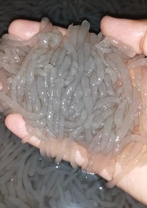 Foto resep Dawet sagu
