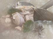 Gambar ayam serai