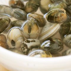 Easy! How to De-Sand Manila Clams or Surf Clams A picture of Easy! How to De-Sand Manila Clams or Surf Clams.